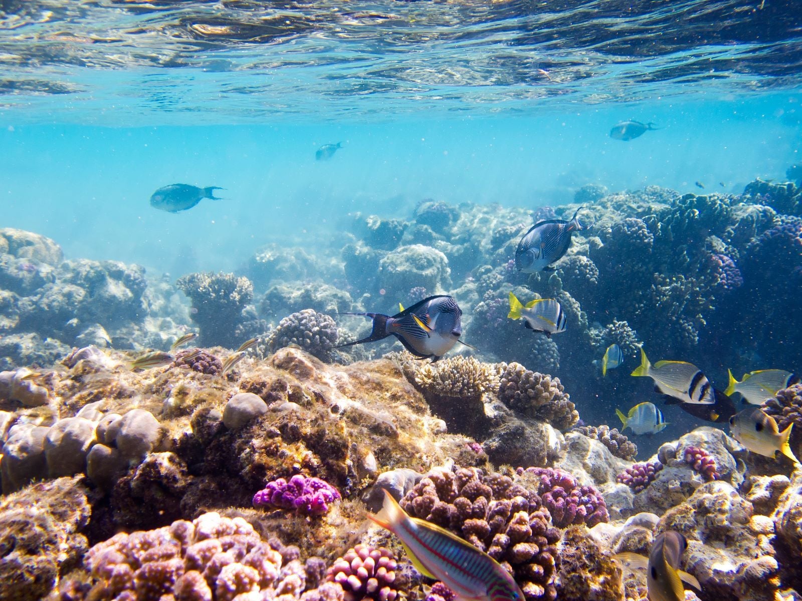 marine-wealth-in-the-red-sea-1