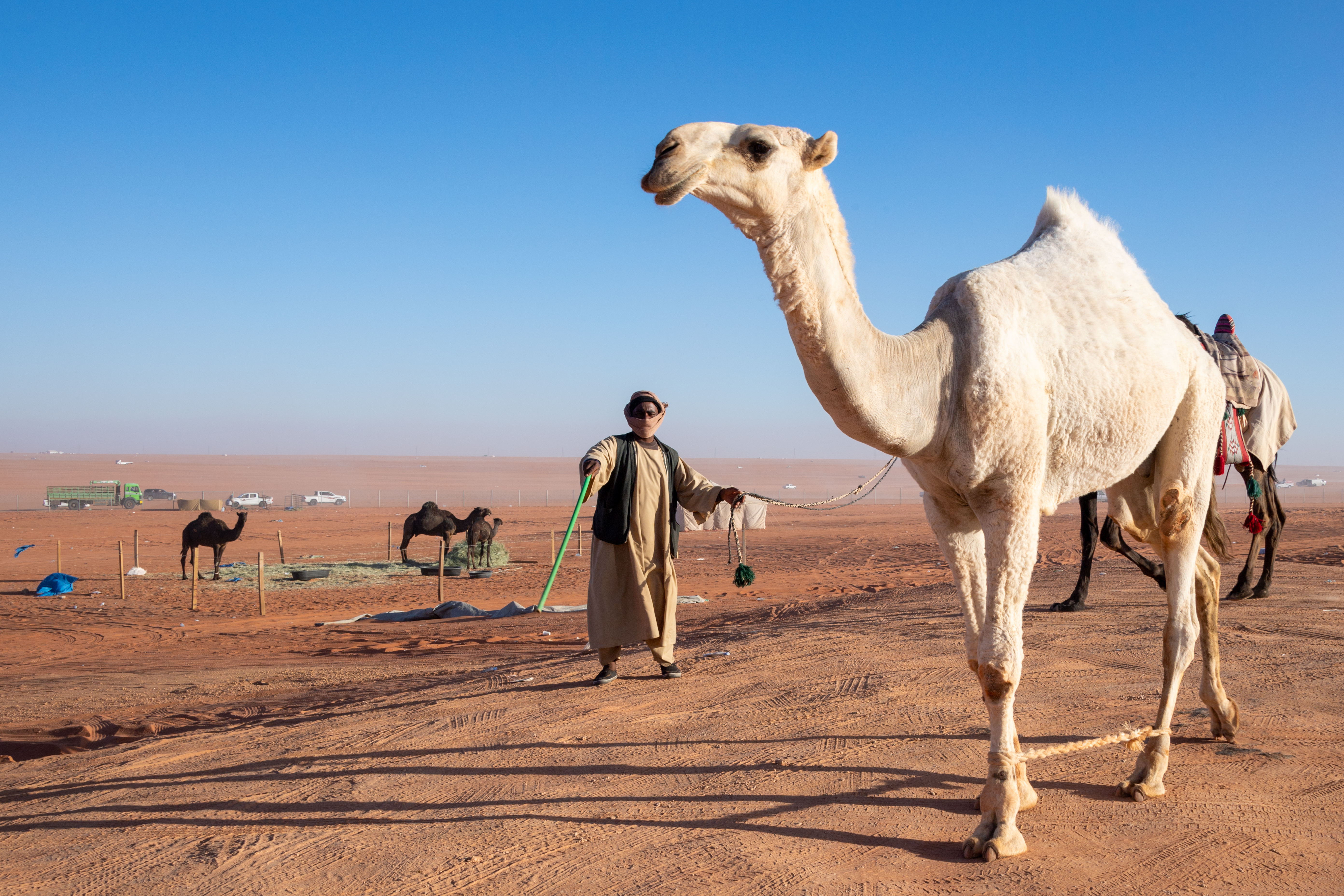 King Abdulaziz Camel Festival in Saudi Arabia